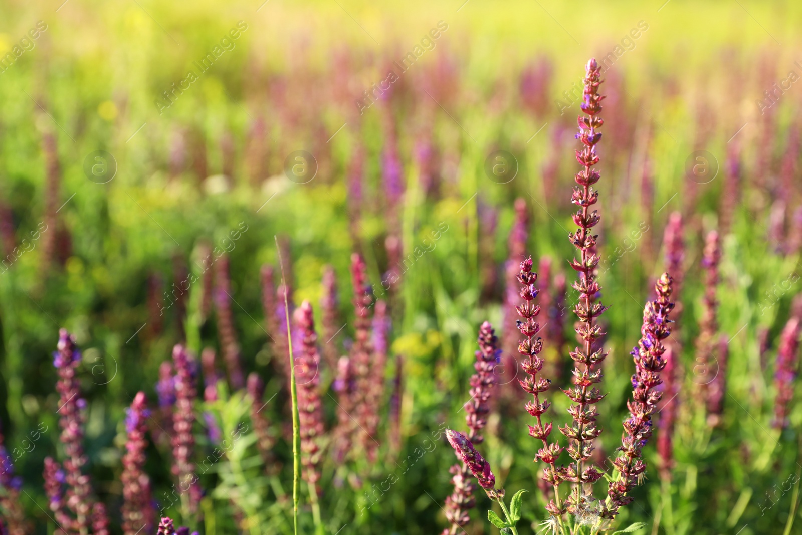 Photo of Beautiful wild flowers outdoors, space for text. Amazing nature in summer