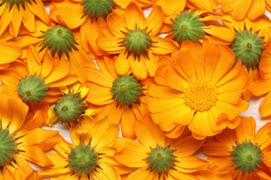 Photo of Beautiful fresh calendula flowers on white background, top view