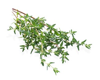 Photo of Bunch of fresh thyme isolated on white