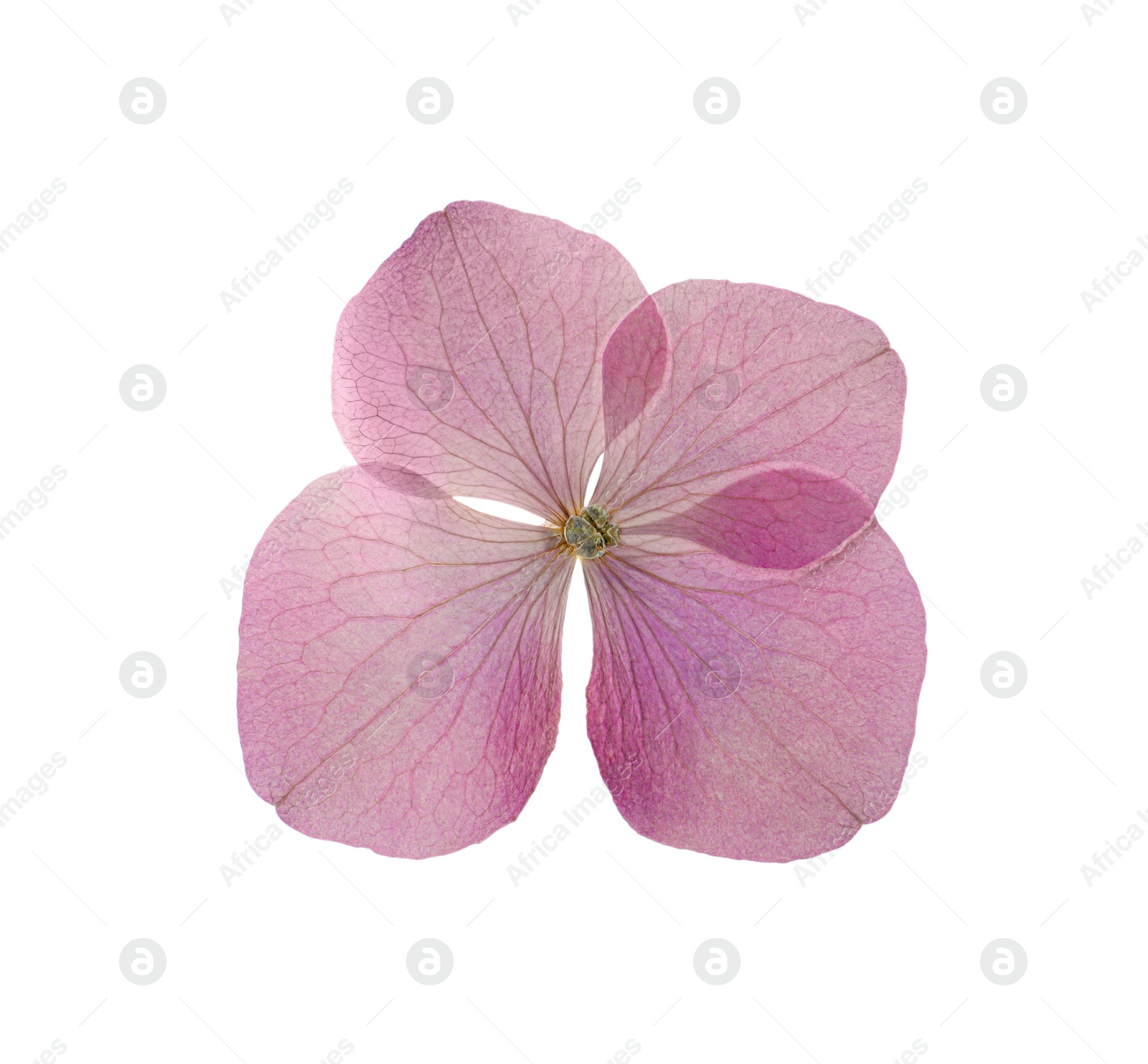 Photo of Wild dried meadow flower on white background, top view