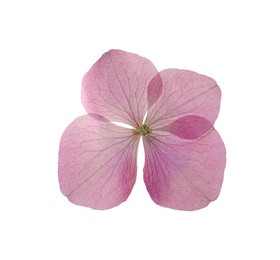 Photo of Wild dried meadow flower on white background, top view