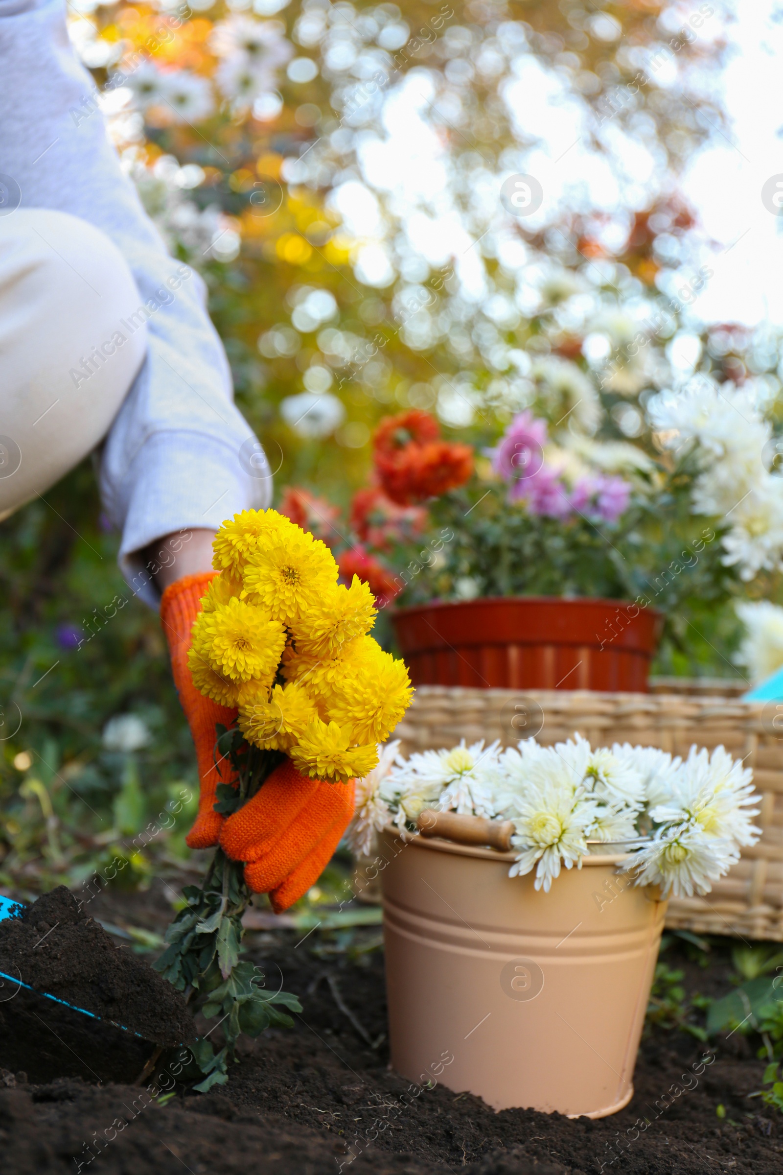 Photo of Woman transplanting yellow flowers into fresh soil in garden, closeup