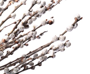 Photo of Beautiful blooming willow branches on white background, closeup