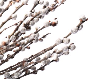 Beautiful blooming willow branches on white background, closeup