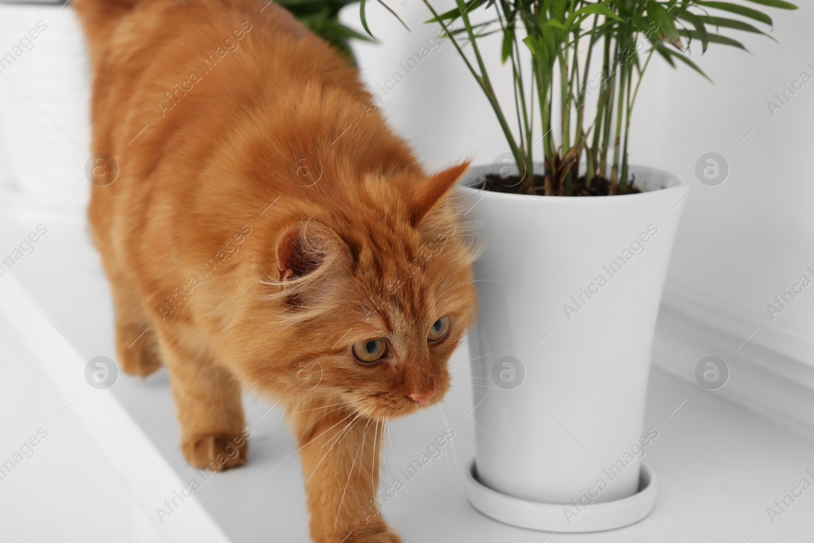 Photo of Adorable cat near green houseplants on white shelf at home