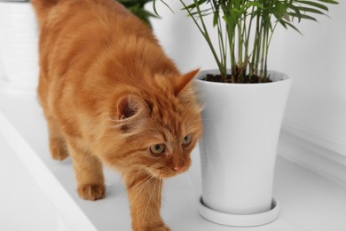 Adorable cat near green houseplants on white shelf at home