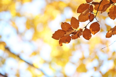 Photo of Tree twig with autumn leaves on blurred background. Space for text