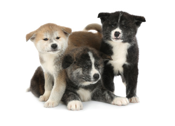 Photo of Cute Akita inu puppies on white background. Friendly dogs