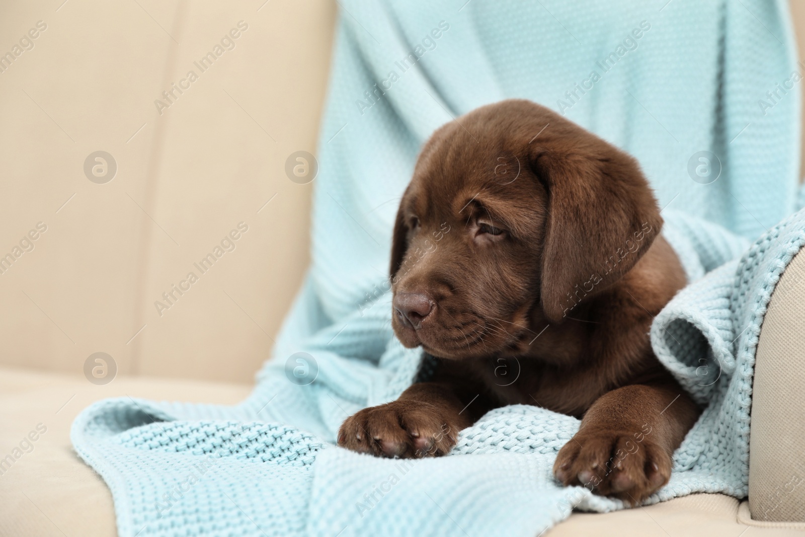 Photo of Chocolate Labrador Retriever puppy with blanket on sofa indoors