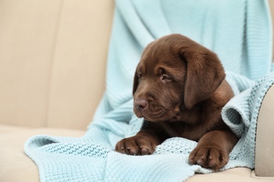 Chocolate Labrador Retriever puppy with blanket on sofa indoors