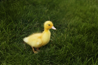 Cute fluffy gosling on green grass outdoors. Farm animal