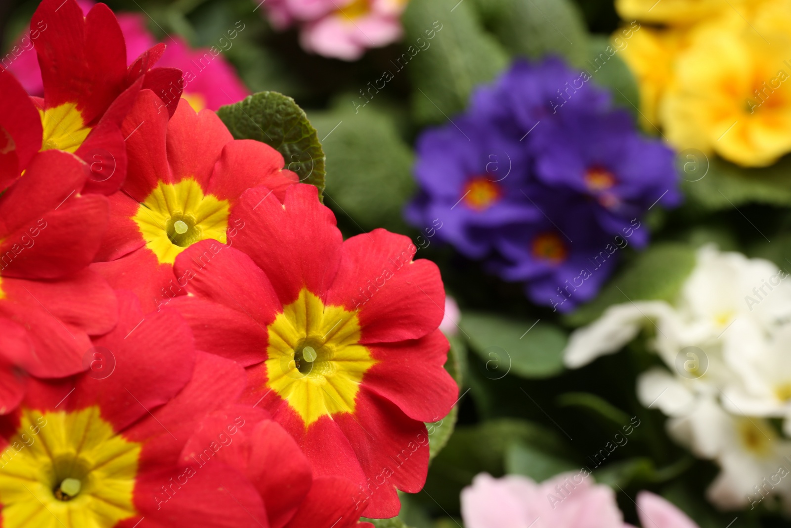 Photo of Beautiful primula (primrose) plant with red flowers on blurred background, space for text. Spring blossom