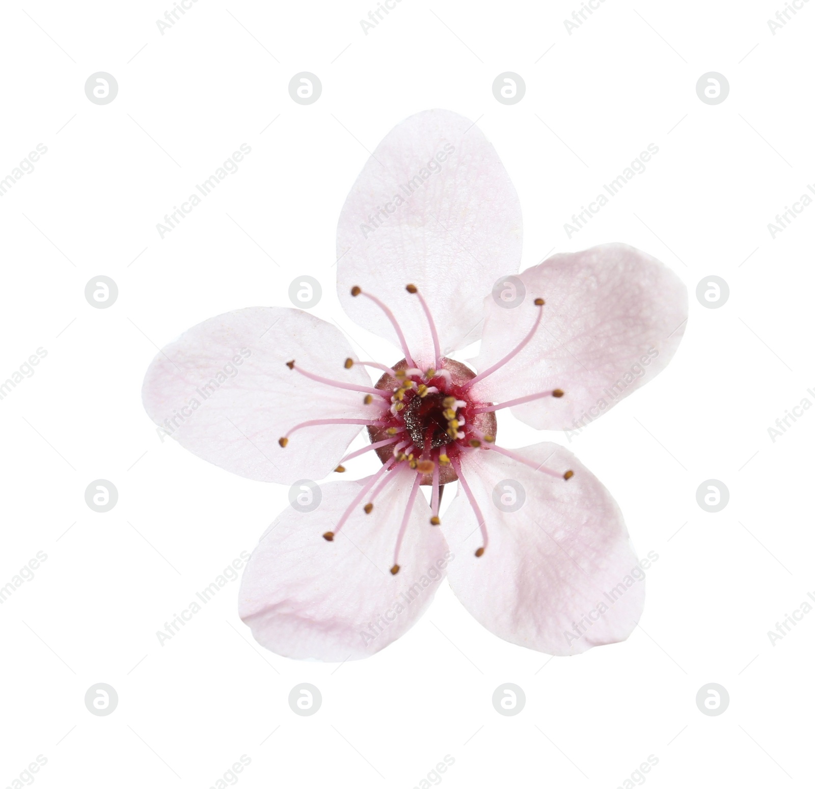 Photo of Beautiful plum blossom isolated on white. Spring season