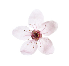 Beautiful plum blossom isolated on white. Spring season