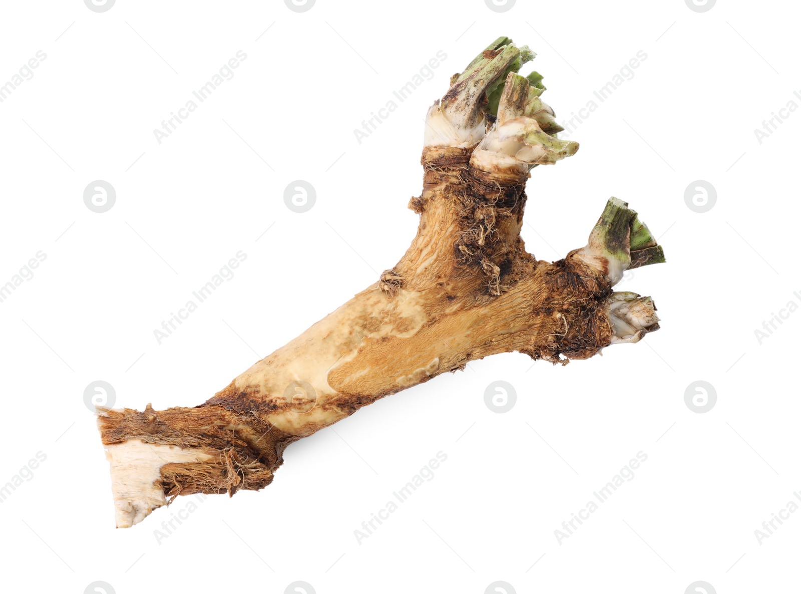 Photo of One fresh horseradish root isolated on white, top view