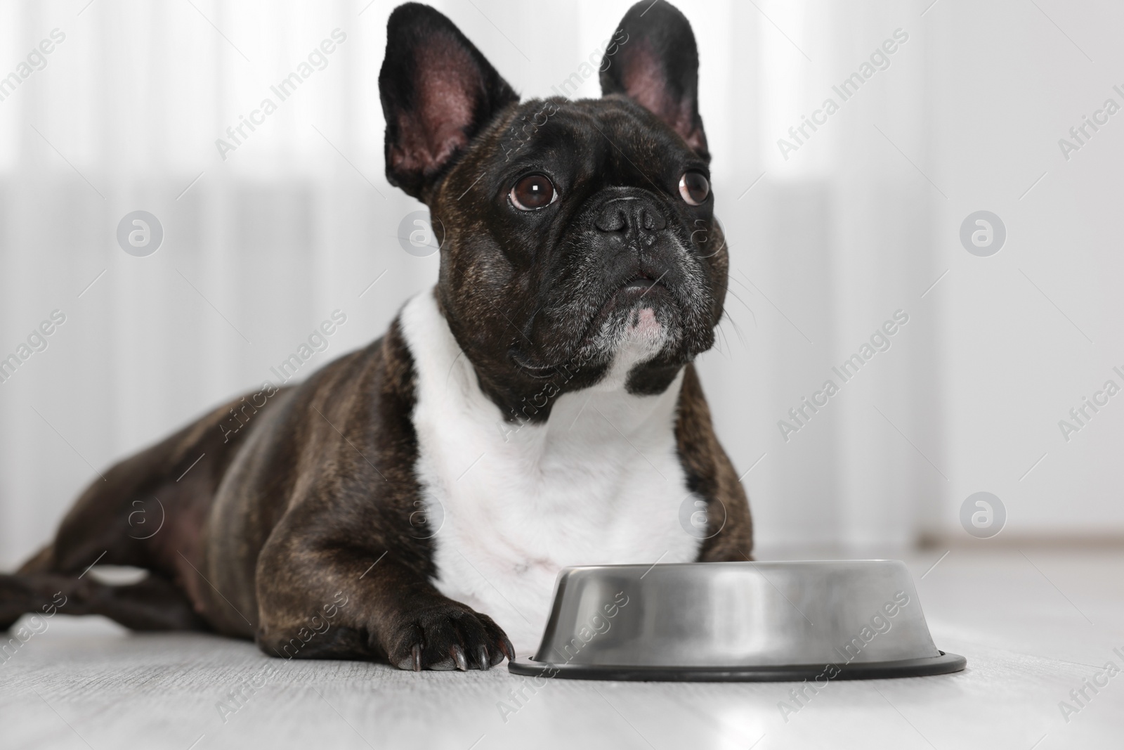 Photo of Adorable French Bulldog near bowl indoors. Lovely pet