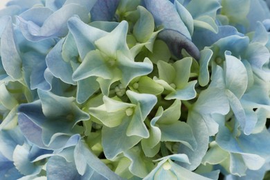 Photo of Beautiful light blue hortensia flowers as background, closeup