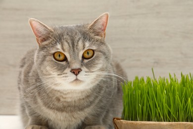 Cute cat near fresh green grass against wooden wall, closeup