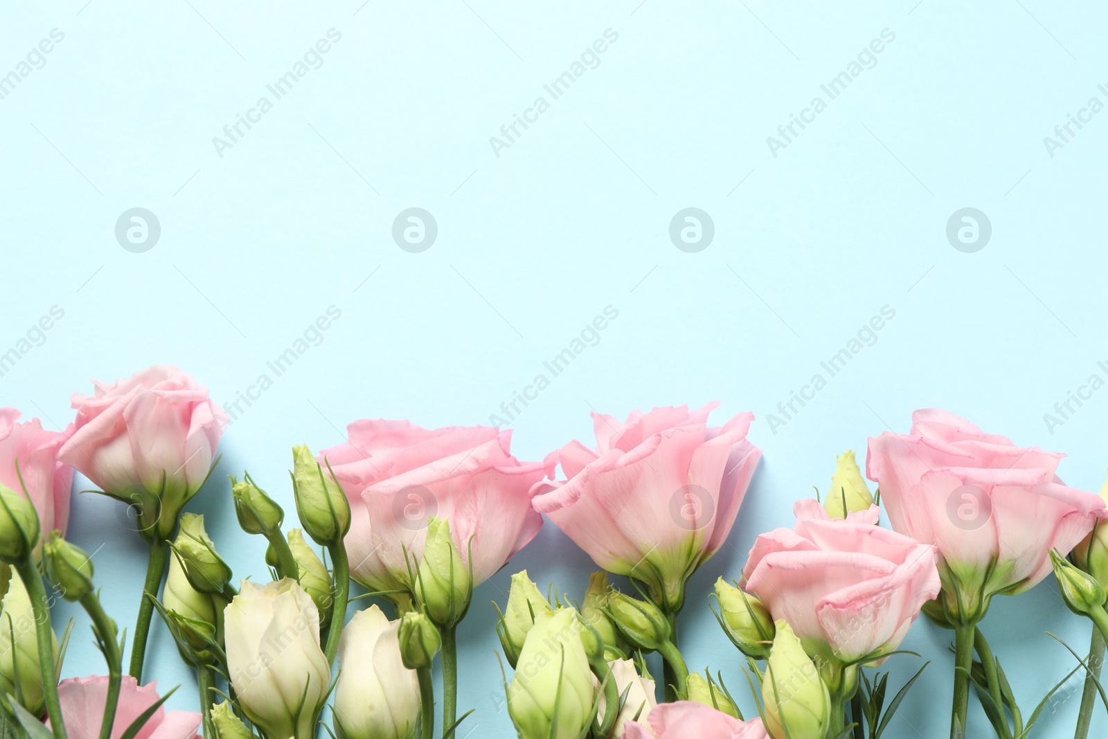 Photo of Happy Mother's Day. Beautiful roses on light blue background, flat lay. Space for text