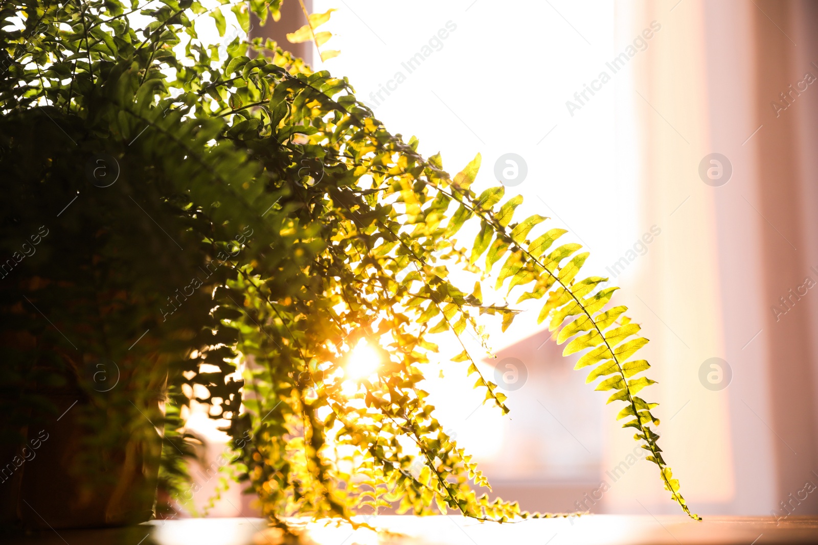 Photo of Fern plant on table at home, closeup