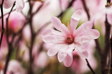 Photo of Closeup view of beautiful blooming magnolia tree outdoors. Space for text