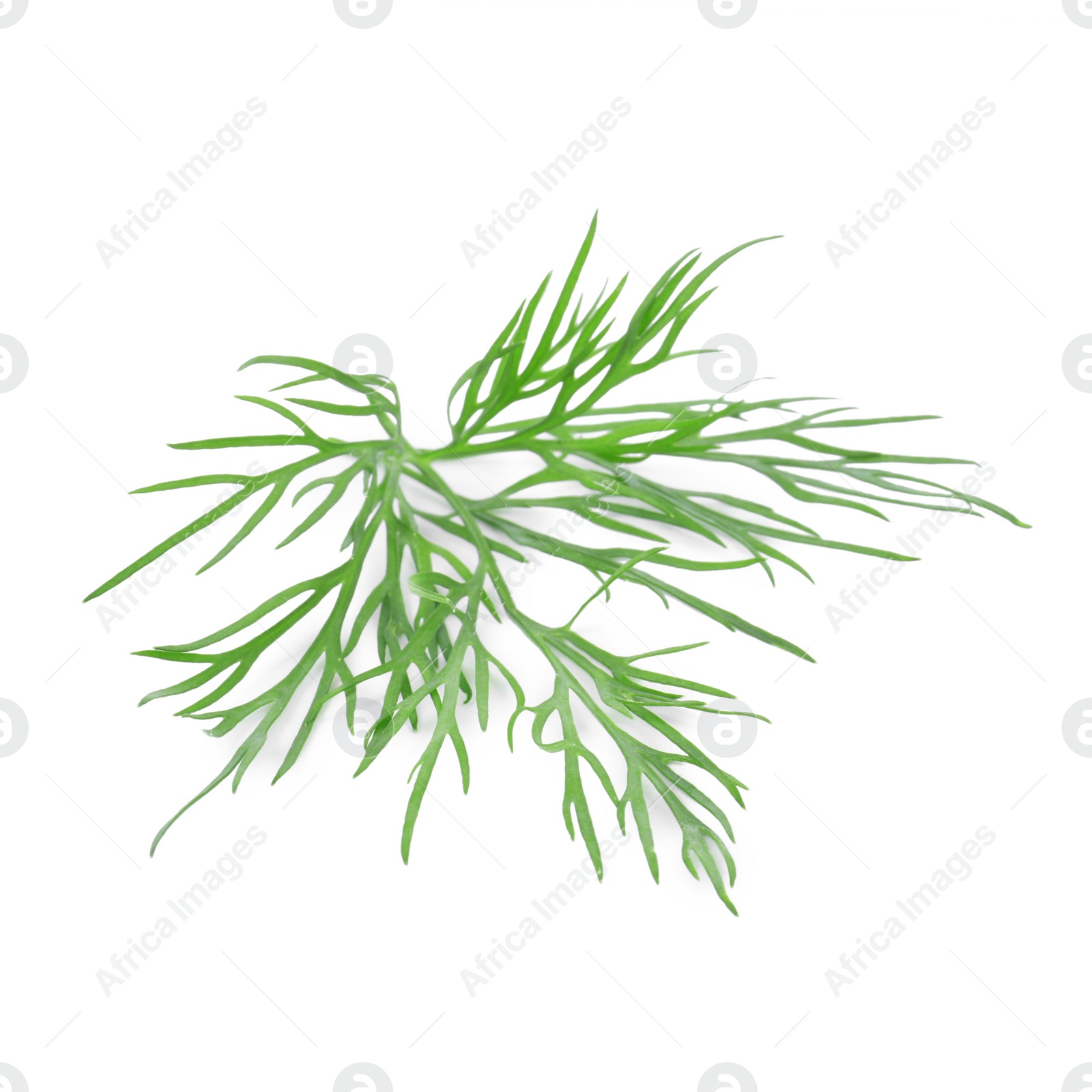 Photo of Sprig of fresh dill isolated on white