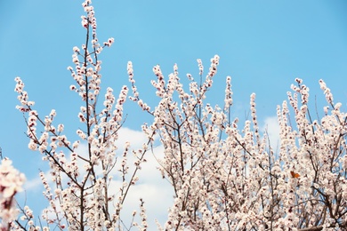Photo of Beautiful apricot tree branches with tiny tender flowers against blue sky. Awesome spring blossom