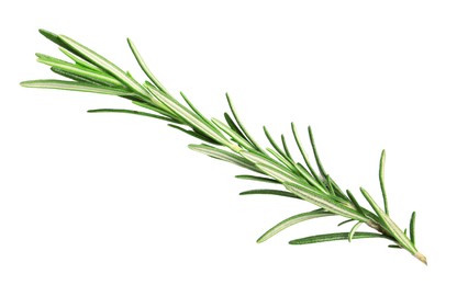 Photo of Sprig of fresh rosemary isolated on white