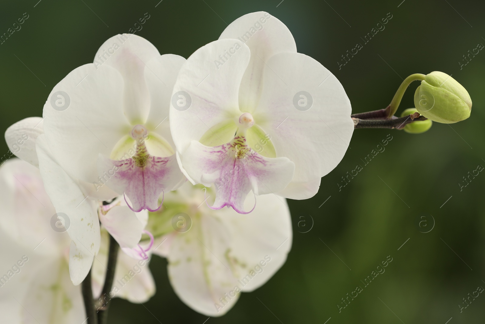 Photo of Branch with beautiful orchid flowers on blurred background, closeup