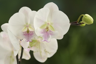 Branch with beautiful orchid flowers on blurred background, closeup