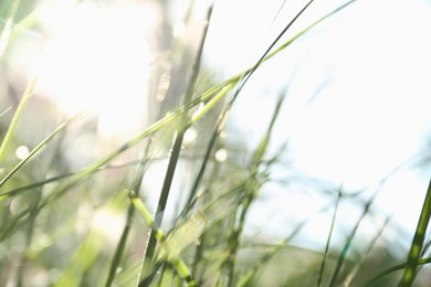 Beautiful green grass on sunny day outdoors