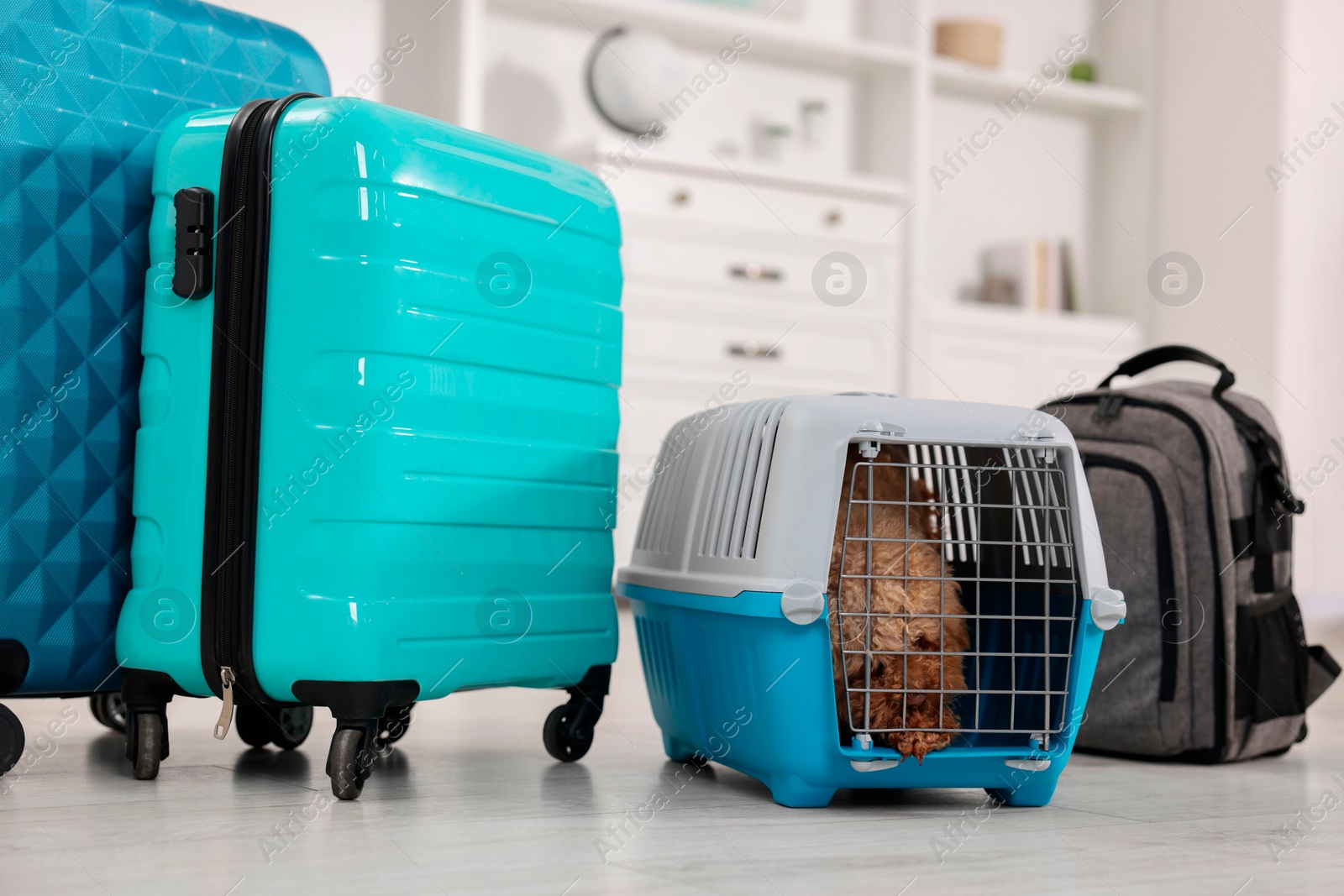 Photo of Travel with pet. Cute dog in carrier among suitcases at home