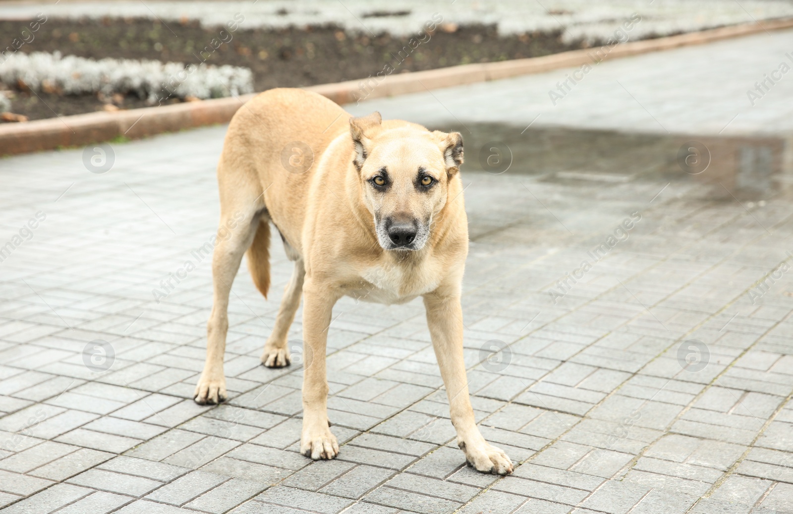 Photo of Homeless dog on city street. Abandoned animal