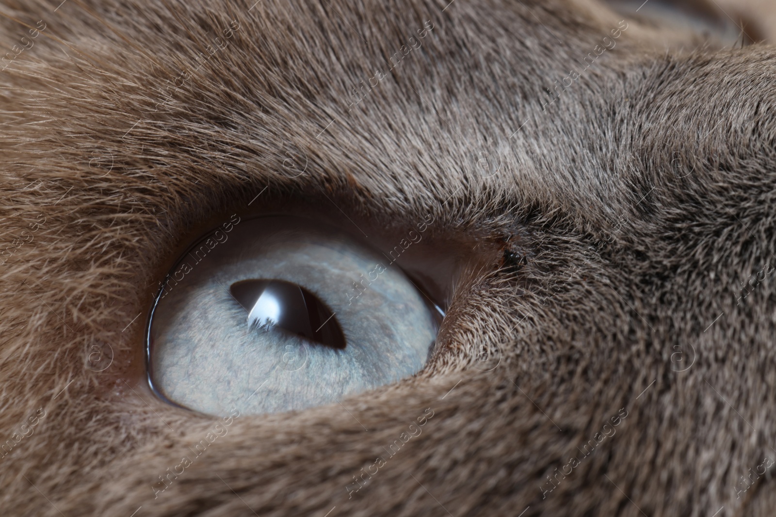 Photo of Macro photo of cat with beautiful eyes. Cute pet