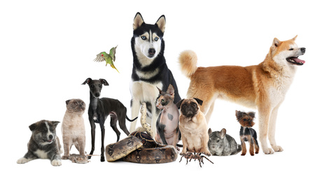 Image of Group of different pets on white background. Banner design
