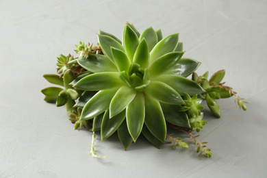 Photo of Beautiful echeveria on light grey background. Succulent plant