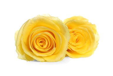 Photo of Beautiful fresh yellow roses isolated on white