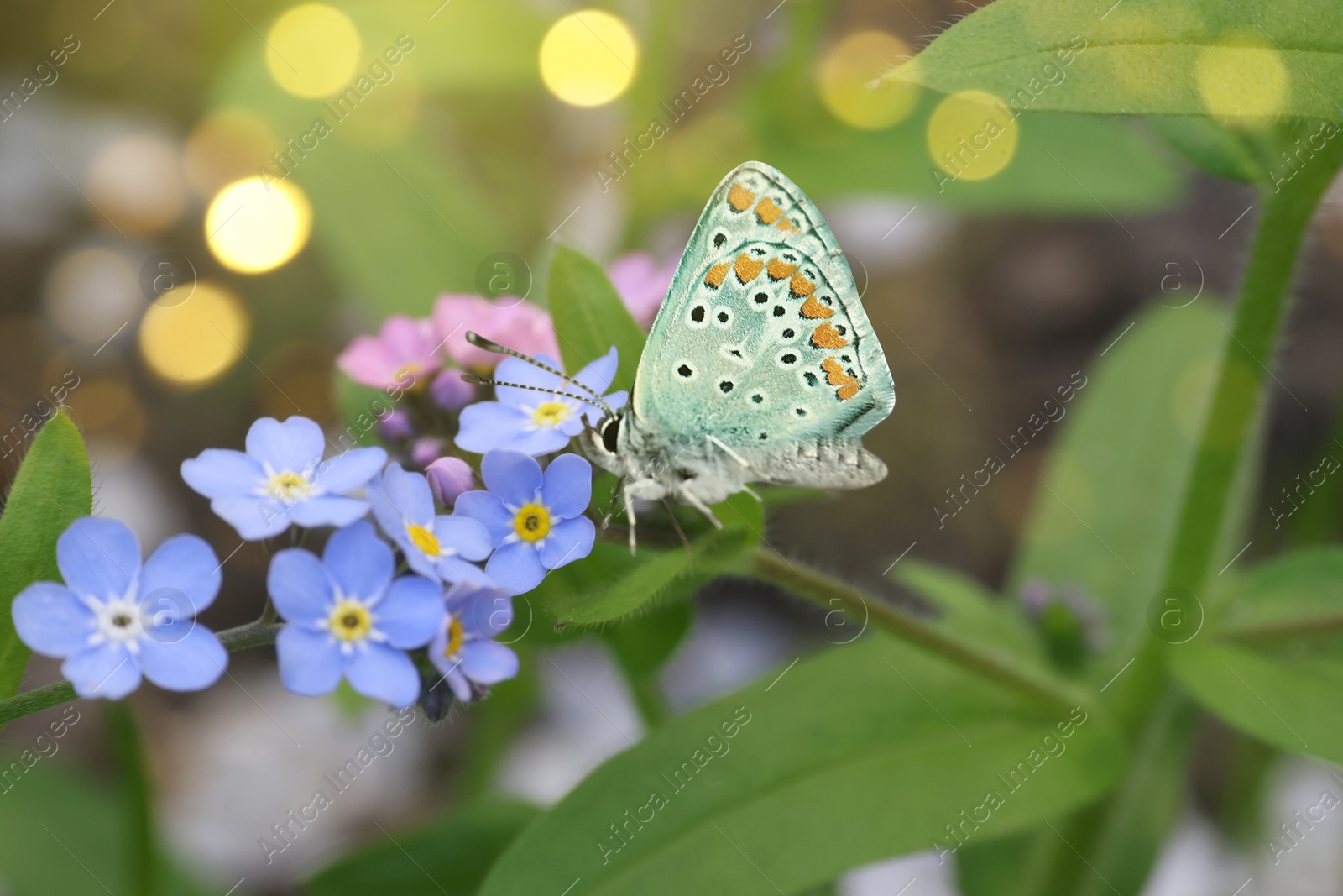 Image of Beautiful butterfly on forget-me-not flower in garden, closeup. Bokeh effect