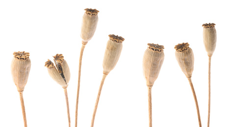 Image of Set of dry poppy heads with seeds on white background. Banner design