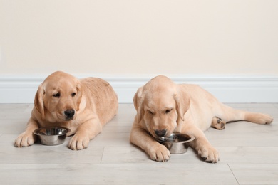 Cute yellow labrador retriever puppies with feeding bowls on floor indoors. Space for text