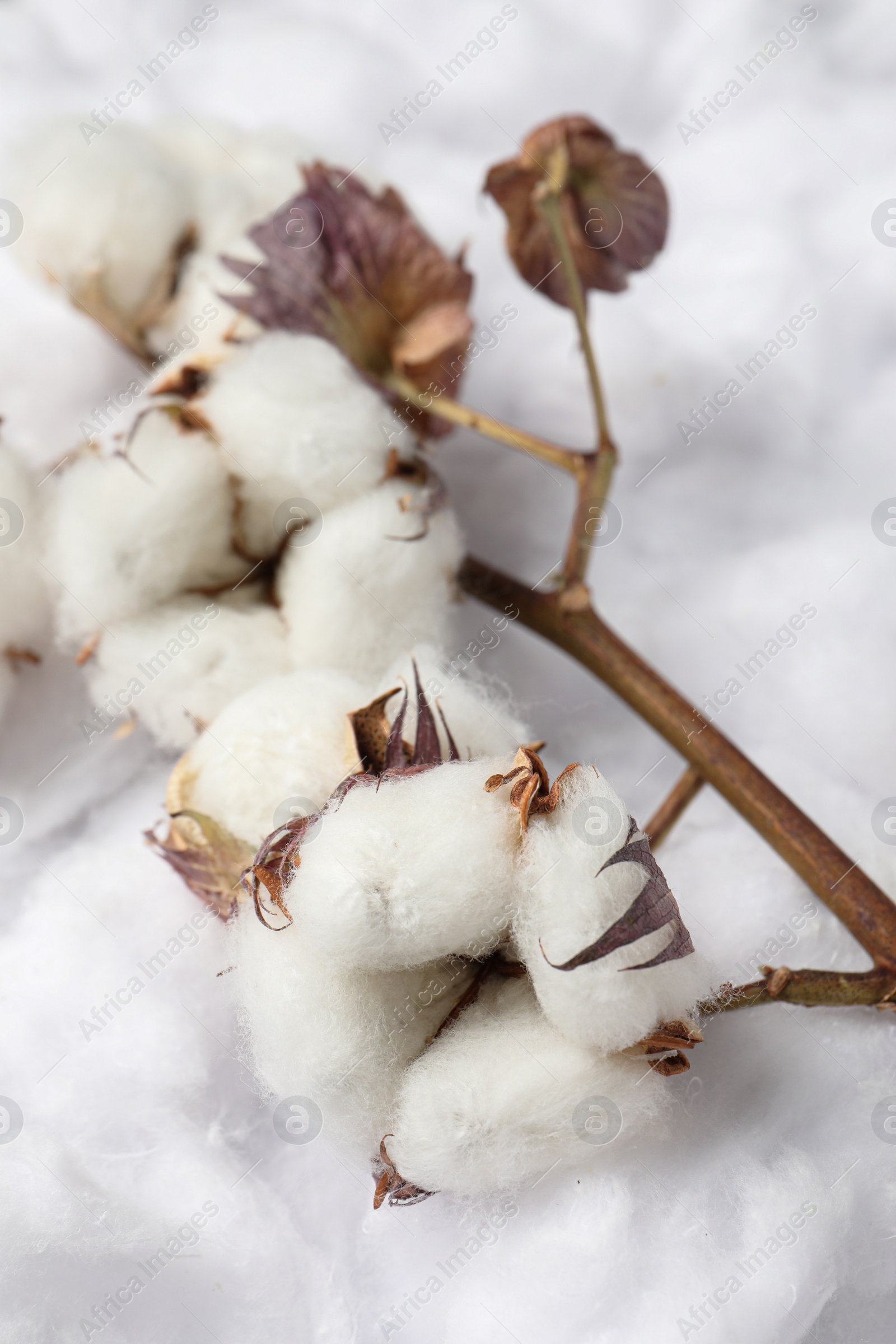 Photo of Dry cotton branch with flowers on white fluffy background, closeup