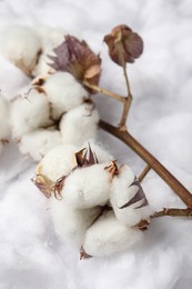 Photo of Dry cotton branch with flowers on white fluffy background, closeup