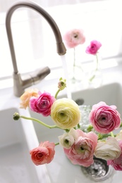 Photo of Beautiful fresh ranunculus flowers in kitchen sink