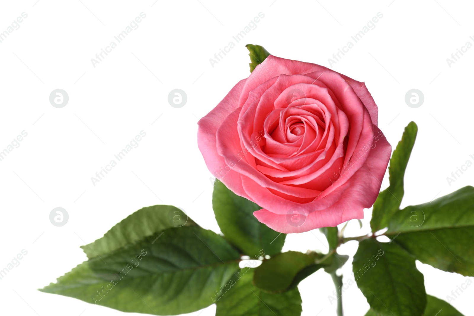 Photo of Blooming pink rose isolated on white. Beautiful flower