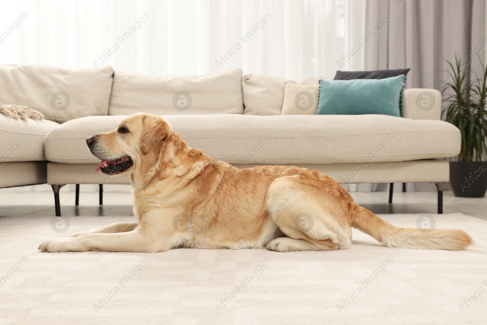 Photo of Cute Labrador Retriever on floor in living room