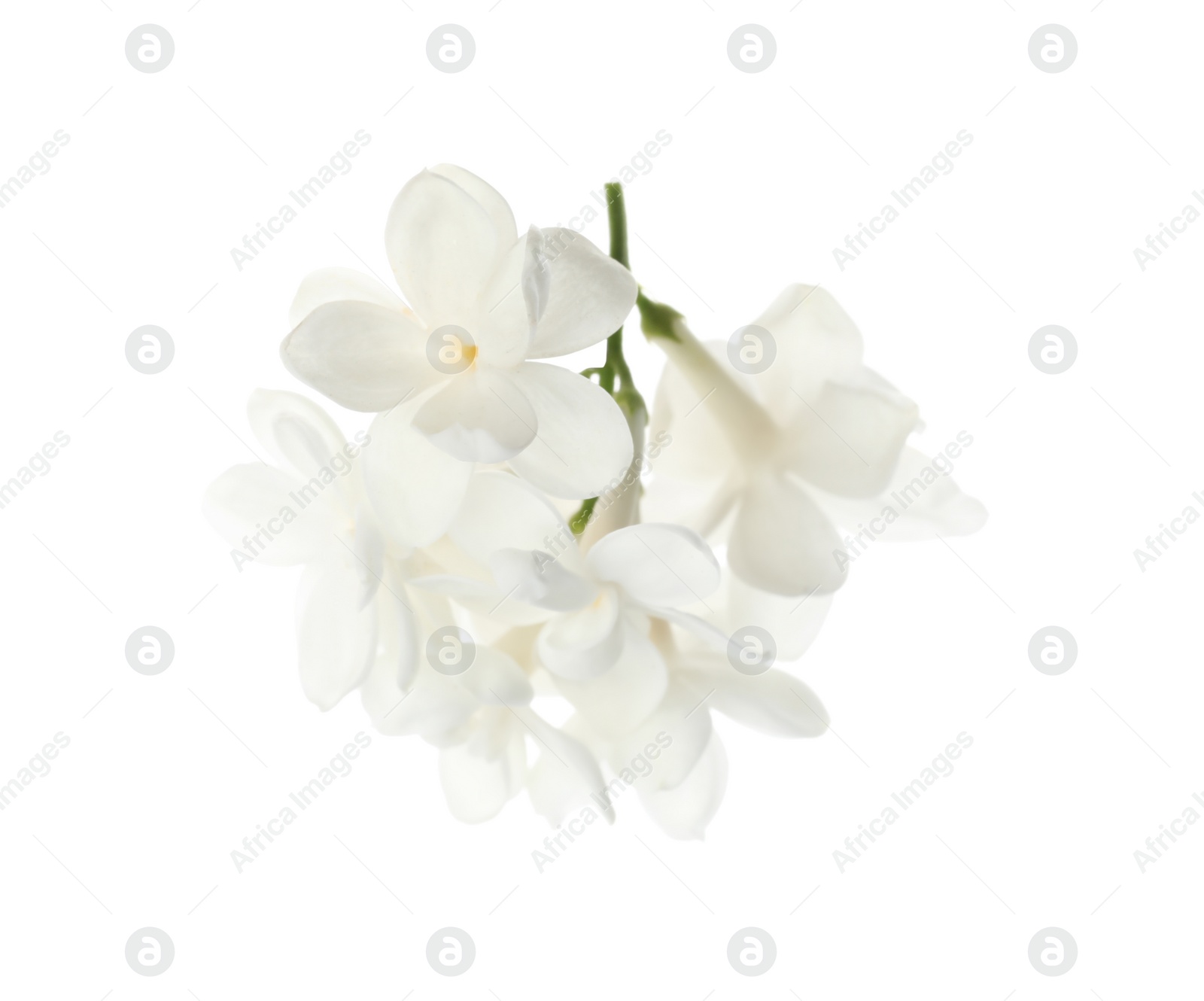 Photo of Beautiful fresh lilac blossom isolated on white