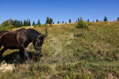 Photo of Horse grazing on pasture outdoors. Lovely domesticated pet