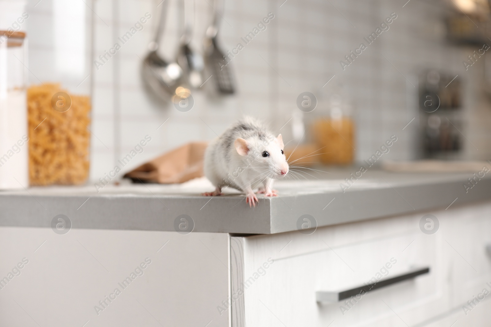 Photo of Rat on kitchen counter at home. Household pest