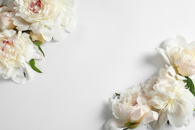 Photo of Beautiful blooming peony flowers on white background, top view