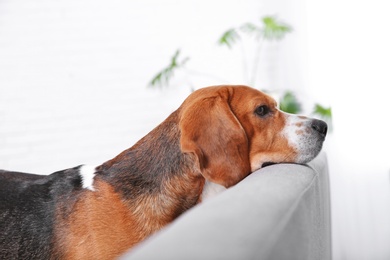 Photo of Beautiful beagle dog on sofa indoors. Adorable pet